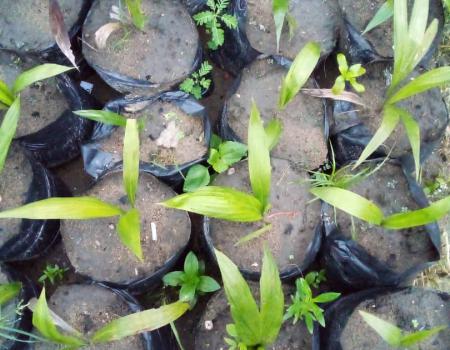 14 Septembre 2021 Planter Pour Securiser Les Terrains De La Fondation