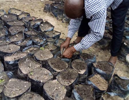 10 Juillet Desherbage Des Mauvaises Herbes Dans Les Sachets3