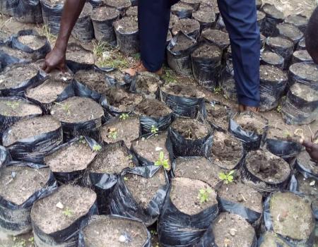 10 Juillet Desherbage Des Mauvaises Herbes Dans Les Sachets