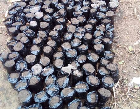 13 Au 18 Juin 2021 Remplissage Et Ramassage Des Sachets Pour Accueillir Les Pepinieres De Palmiers