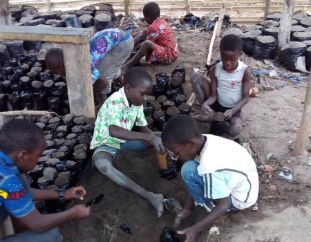 Remplissage et ramassage des sachets pour accueillir les pépinières de palmiers